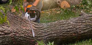 How Our Tree Care Process Works  in  Morrisonville, IL
